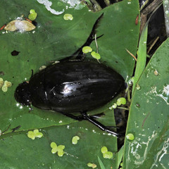 Hydrophilus