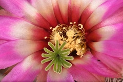 Echinocereus chisosensis