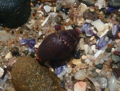 Pardalinops testudinaria