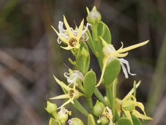 Anthocercis littorea