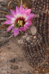 Echinocereus chisosensis
