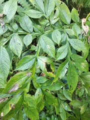 Amorphophallus paeoniifolius