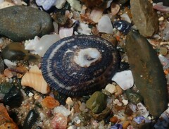 Scutellastra peronii