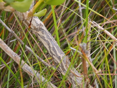 Anthocercis littorea