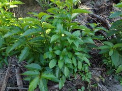 Citharexylum spinosum