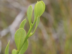 Anthocercis littorea