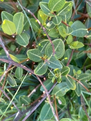 Ancylobothrys capensis