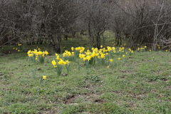 Narcissus confusus