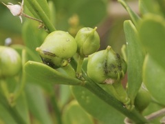 Anthocercis littorea