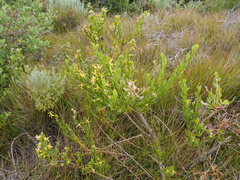 Anthocercis littorea