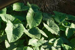 Xanthosoma robustum