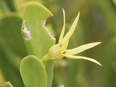 Anthocercis littorea