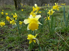 Narcissus confusus