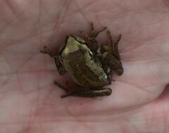 Litoria ewingii