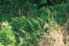 Melinis minutiflora