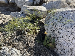 Fagonia laevis