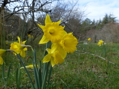 Narcissus confusus