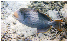 Pseudobalistes flavimarginatus