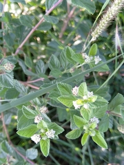 Lippia javanica