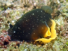 Dendrodoris nigra