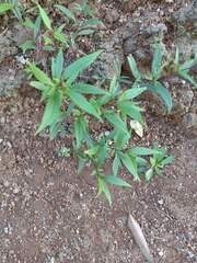Ageratina riparia