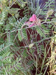 Indigofera hilaris