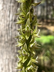 Prasophyllum brownii