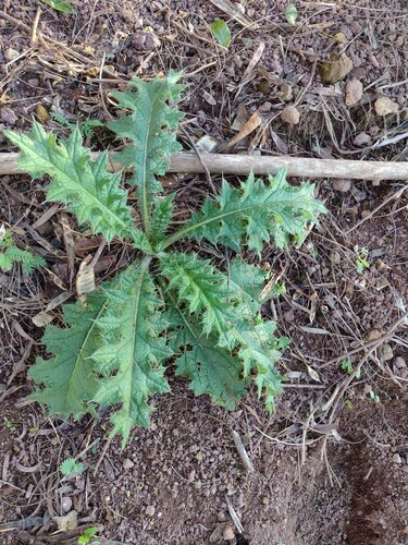 Cirsium vulgare observed 2022-12-27