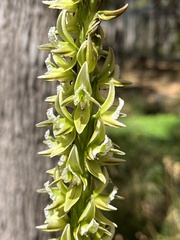 Prasophyllum brownii