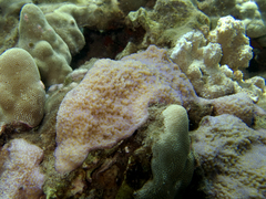 Montipora patula