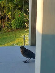 Turdus philomelos clarkei