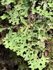 Pseudocyphellaria homoeophylla