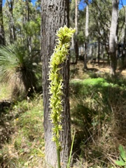 Prasophyllum brownii