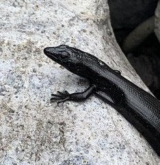 Oligosoma smithi