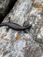 Oligosoma smithi