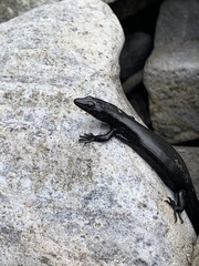 Oligosoma smithi