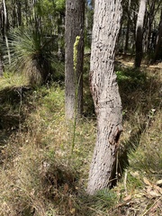 Prasophyllum brownii