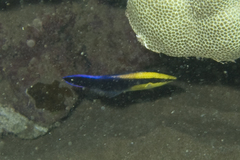 Labroides phthirophagus