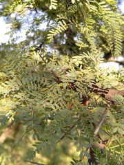 Vachellia robusta