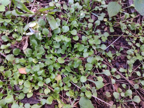 Erigeron bellioides observed 2022-12-27