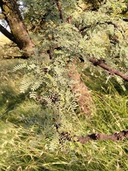 Vachellia robusta