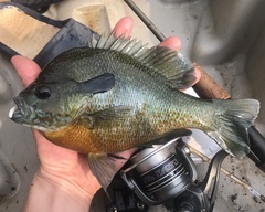 Lepomis auritus × macrochirus