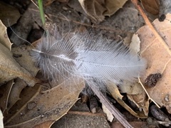 Patagioenas fasciata