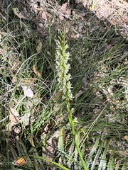 Prasophyllum brownii