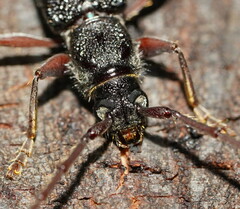 Phoracantha punctata