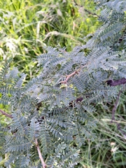 Vachellia robusta
