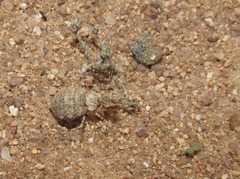 Ligariella