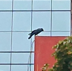 Corvus macrorhynchos levaillantii