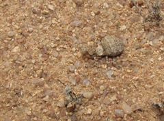 Ligariella