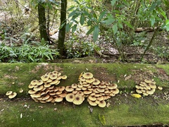 Pholiota glutinosa
